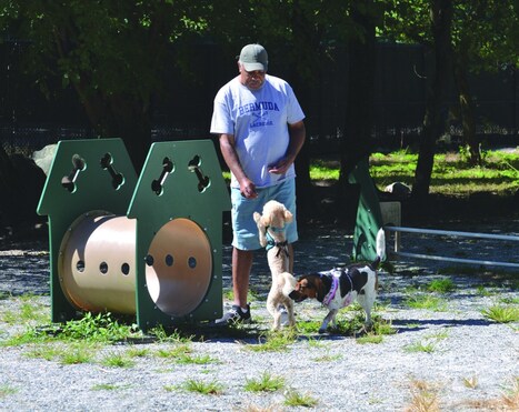 Recycling has gone to the dogs – | Industry 411 - Waste Management | Scoop.it