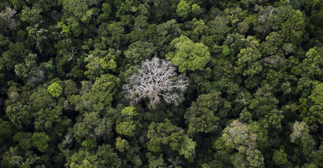 Deforestation in Brazil's Amazon down 30% in February | RAINFOREST EXPLORER | Scoop.it