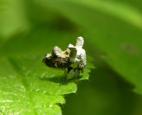 15 - … crotouilles blanches même | EntomoScience | Scoop.it