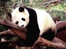 A Step-by-Step Guide to Overcoming Google Panda | Google Penalty World | Scoop.it
