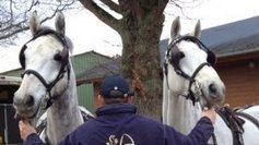 Equitation : finale de la Coupe du Monde d'attelage  - France 3 Centre | Cheval et sport | Scoop.it