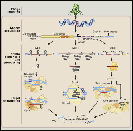 Development and Applications of CRISPR-Cas9 for Genome Engineering: Cell | Genetic Engineering Publications - GEG Tech top picks | Scoop.it