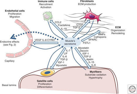 Skeletal Muscle as an Endocrine Organ: The Role of Myokines in Exercise Adaptations | Rheumatology-Rhumatologie | Scoop.it