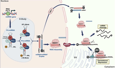Decoding MicroRNA Networks in Plant Vegetative and Reproductive Branching: Mechanisms and Applications for Crop Improvement | pce | RMH | Scoop.it