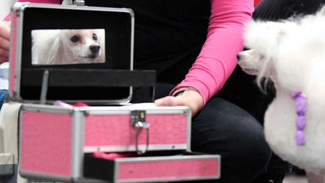 Can Animals Recognize Their Own Reflection?  | Empathy and Animals | Scoop.it