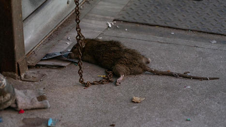 Les infections par urine de rat atteignent un niveau record à New York | Planète DDurable | Scoop.it