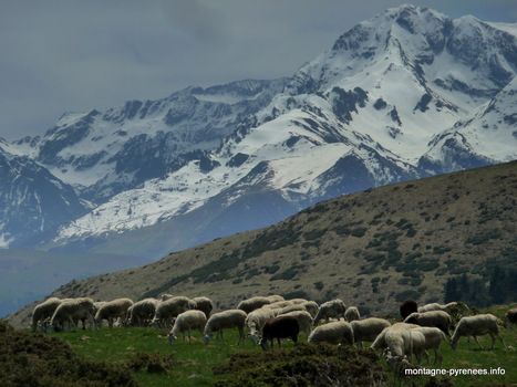 Ascension vers le Plo del Naou - G+ #Pyrénées #pastoralisme | Vallées d'Aure & Louron - Pyrénées | Scoop.it