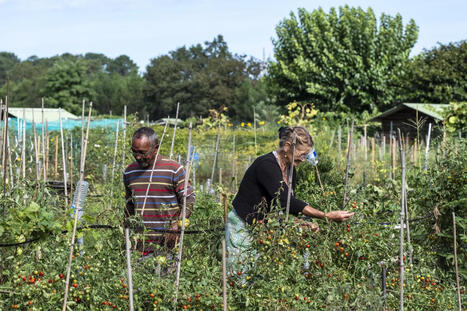 &laquo;&nbsp;On fait profiter tout le monde&nbsp;&raquo; : aux Jardins familiaux de Mont-de-Marsan, on cultive les l&eacute;gumes et la convivialit&eacute; | Landes | Scoop.it