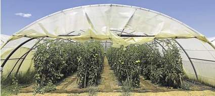Les producteurs de tomates parient sur l'énergie verte | Economie Responsable et Consommation Collaborative | Scoop.it