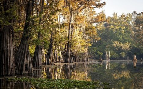 Louisiana forests being sacrificed to fuel Europe’s biomass boom | Coastal Restoration | Scoop.it