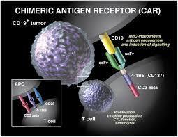 CAR T Cell Therapy: A Game Changer in Cancer Treatment | Immunology and Biotherapies | Scoop.it