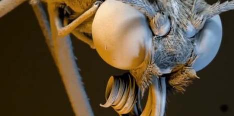 [Vidéo] Stupéfiante vision d'insectes en très très gros plan | Variétés entomologiques | Scoop.it