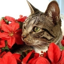 5 plantes d'hiver toxiques pour les chiens et les chats | Toxique, soyons vigilant ! | Scoop.it