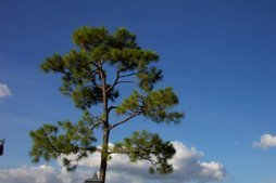 Discovery Through eLearning: "The Truth About Social Learning" - presented by Jane Bozarth | 21st Century Learning and Teaching | Scoop.it