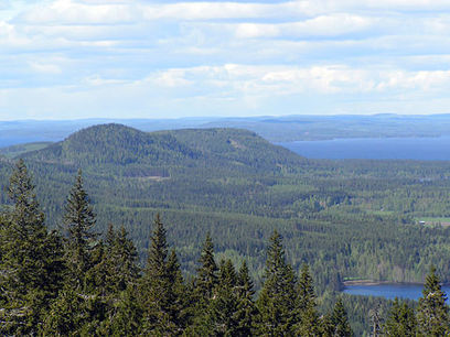 Metsä | Wikiwand | 1Uutiset - Lukemisen tähden | Scoop.it