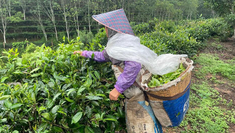 Du thé au café : une révolution culturelle en Chine | Kunming-Yunnan | Scoop.it