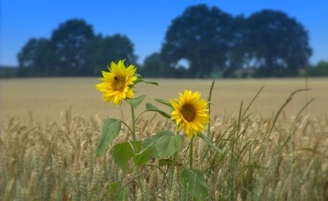 Russian wheat and sunflower rise in price due to cold weather | CONFLIT RUSSO-UKRAINIEN | Scoop.it