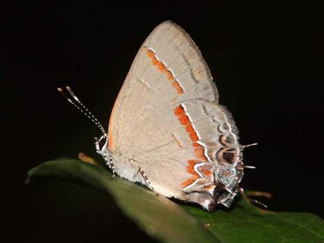 University of Florida study: Butterfly wings trick spiders, too | Insect Archive | Scoop.it