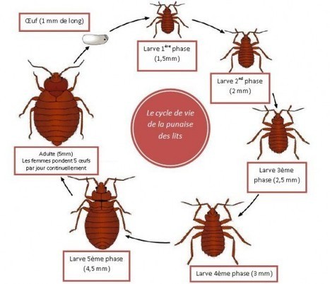 Le myst&egrave;re des piq&ucirc;res nocturnes durant notre sommeil&hellip; sur la piste des punaises de lit | Vari&eacute;t&eacute;s entomologiques | Scoop.it