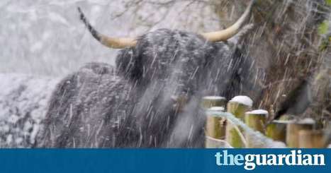 Paul Evans Guardian Country diary: snow changes everything the other side of the doorstep  | Nature Flash | Scoop.it