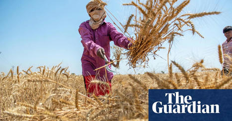 Global food supplies will suffer as temperatures rise – climate crisis report | Food | The Guardian | Stage 5 Sustainable Biomes | Scoop.it