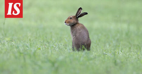Tunnetko Suomen metsien el&auml;imet &ndash; testaa tietosi | 1Uutiset - Lukemisen t&auml;hden | Scoop.it
