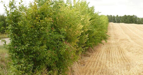 Haies : un r&eacute;gime unique pour mieux les prot&eacute;ger et simplifier les d&eacute;marches | Paysage - Agriculture | Scoop.it