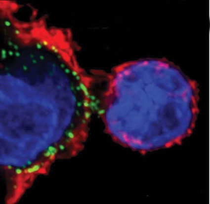 If helper T cells have nothing to help, they kill their host | Immunology for University Students | Scoop.it