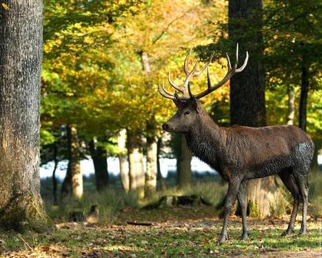 Quels sont les freins &agrave; la mobilit&eacute; de la grande faune sauvage, en Argonne? | Le fil d'actualit&eacute;s de l'URCA | Scoop.it