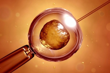 Exclusive: Two pigs engineered to have monkey cells born in China | Animal Models - GEG Tech top picks | Scoop.it