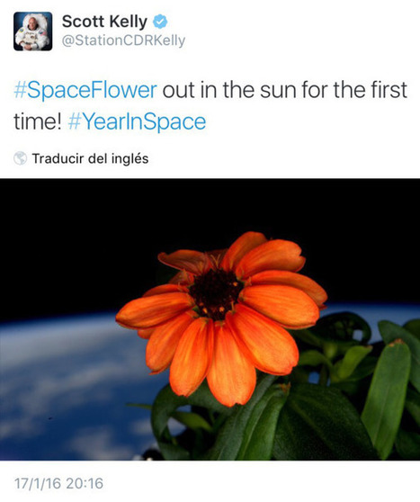 La primera flor que ha crecido en la estaci&oacute;n espacial | Universo y F&iacute;sica Cu&aacute;ntica | Scoop.it