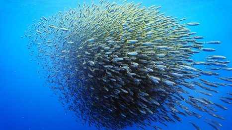 Who Benefits from the Peer-to-Peer Economy? | Peer2Politics | Scoop.it