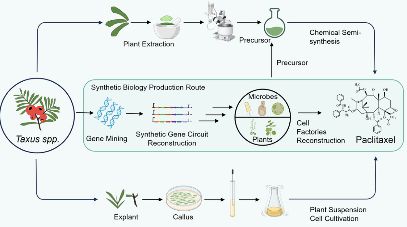 A synthetic biology roadmap for sustainable pro...