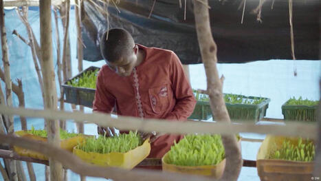 MALI: How hydroponic crops reduce herder-farmer conflict  | AFRIQUES | Scoop.it