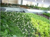 Paris, terrain d’expérimentation pour la végétalisation innovante | Pour innover en agriculture | Scoop.it