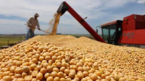 CHINE : Accro&icirc;t ses achats de soja am&eacute;ricain &agrave; mesure que les relations commerciales s'am&eacute;liorent progressivement | ASIES | Scoop.it
