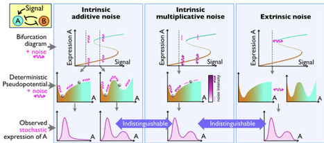 Simple systems, complex dynamics: lessons from minimal gene regulatory networks | Cin | RMH | Scoop.it