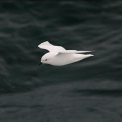 Les oiseaux marins face à la pollution plastique : un enjeu global | Environnement : Politiques Publiques et Stratégie | Scoop.it