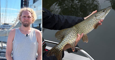 S&aring; g&ouml;r du n&auml;r du ska sl&auml;ppa tillbaka fisken &ndash; tre tips fr&aring;n forskaren | 1Uutiset - Lukemisen t&auml;hden | Scoop.it