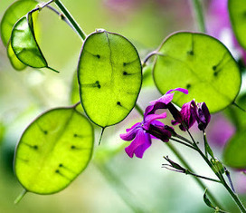 How to Grow Money Plants | Gardening Life | Scoop.it