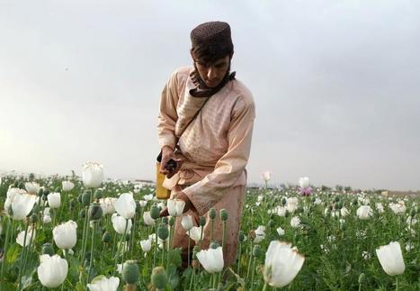 Afghan farmers stick to growing opium in the face of less lucrative options | ASIES | Scoop.it