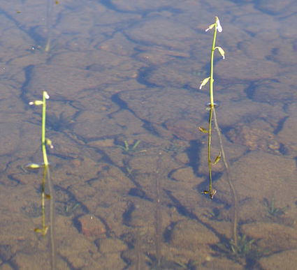 Nuottaruoho | Wikiwand | 1Uutiset - Lukemisen t&auml;hden | Scoop.it