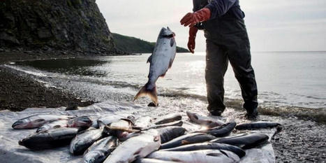 EPA blocks Alaska mining project in salmon-rich Bristol Bay - RawStory.com | Agents of Behemoth | Scoop.it