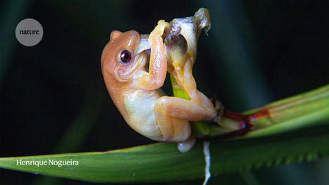 La première grenouille pollinisatrice au monde ! | EntomoNews | Scoop.it