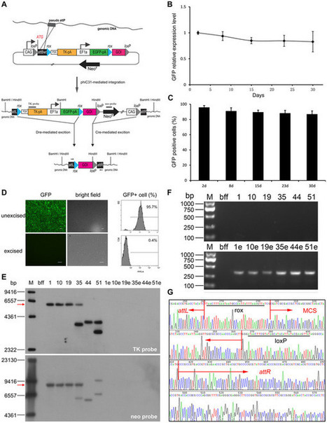 Improved site-specific recombinase-based method to produce selectable marker- and vector-backbone-free transgenic cells : Scientific Reports : Nature Publishing Group | Genetic Engineering Publications - GEG Tech top picks | Scoop.it