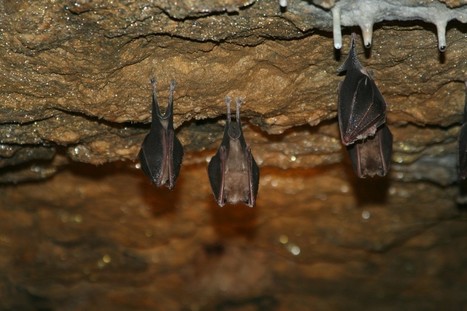 LPO Is&egrave;re - D&eacute;couvrez la campagne de prospection des chauves-souris 2015 | Biodiversit&eacute; | Scoop.it
