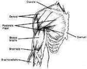 Bodybuilding.com - Want Big Biceps? Here's How To Get Them! | Bodybuilding & Fitness | Scoop.it