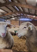 » La Chronique Ovine :Les principaux facteurs de coloration des gras des agneaux | SCIENCES DE L' ANIMAL | Scoop.it