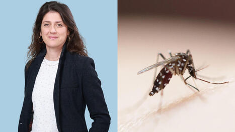 DIRECT. Moustiques&nbsp;: &laquo; Comme le "tigre" &raquo; vole plut&ocirc;t bas, &agrave; partir du 4e &eacute;tage, vous &ecirc;tes prot&eacute;g&eacute;s ! &raquo; - Le Parisien | Vari&eacute;t&eacute;s entomologiques | Scoop.it