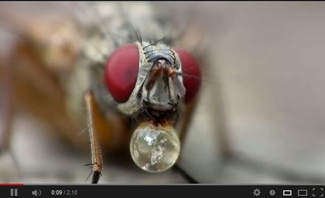 Comment les animaux mangent vraiment | EntomoScience | Scoop.it